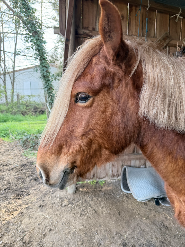 Poney B porteur 4 ans 