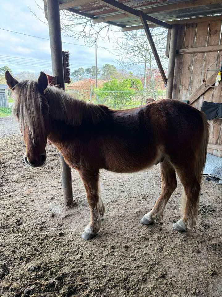 Poney B porteur 4 ans 