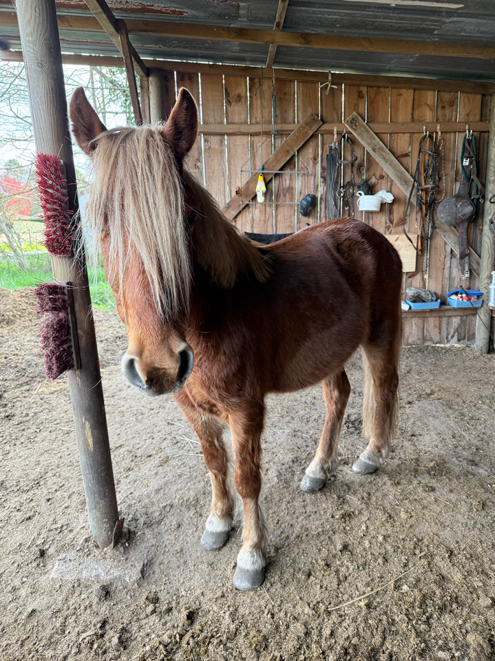 Poney B porteur 4 ans 