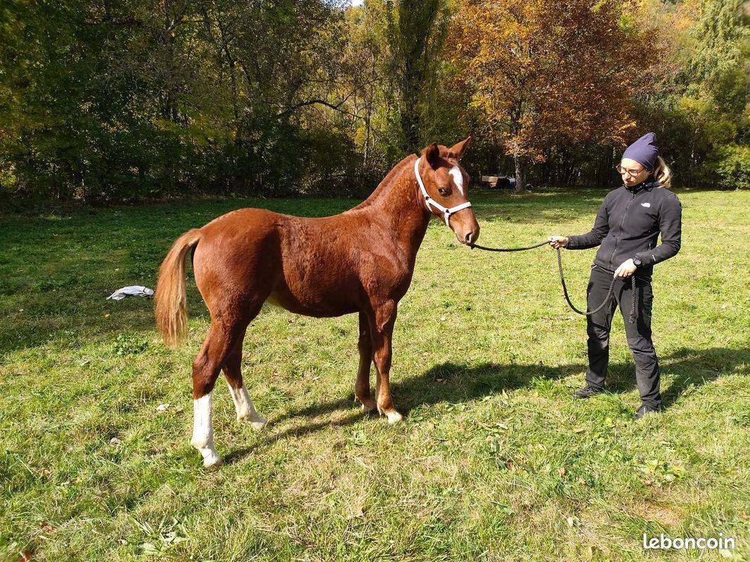 Poulain Franches-Montagnes