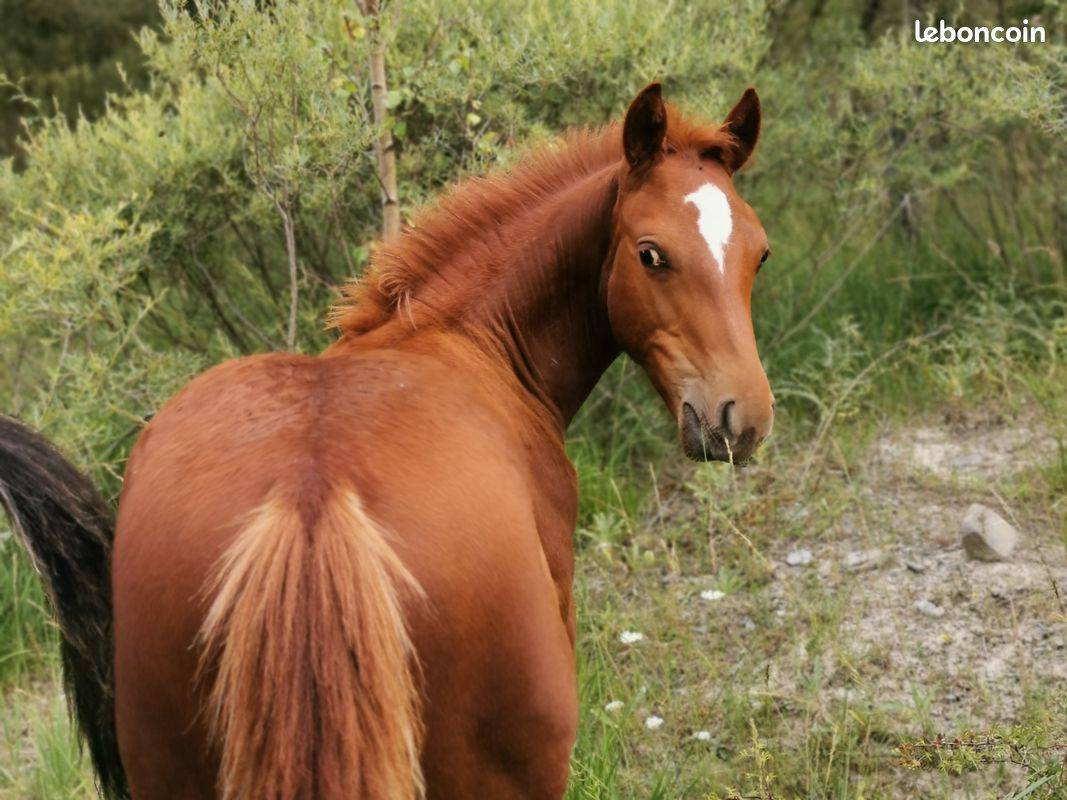Poulain Franches-Montagnes
