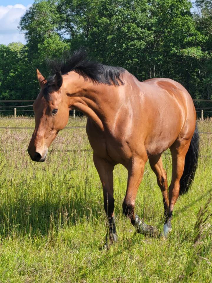 Hongre de 9 ans lauterbach x chef rouge 