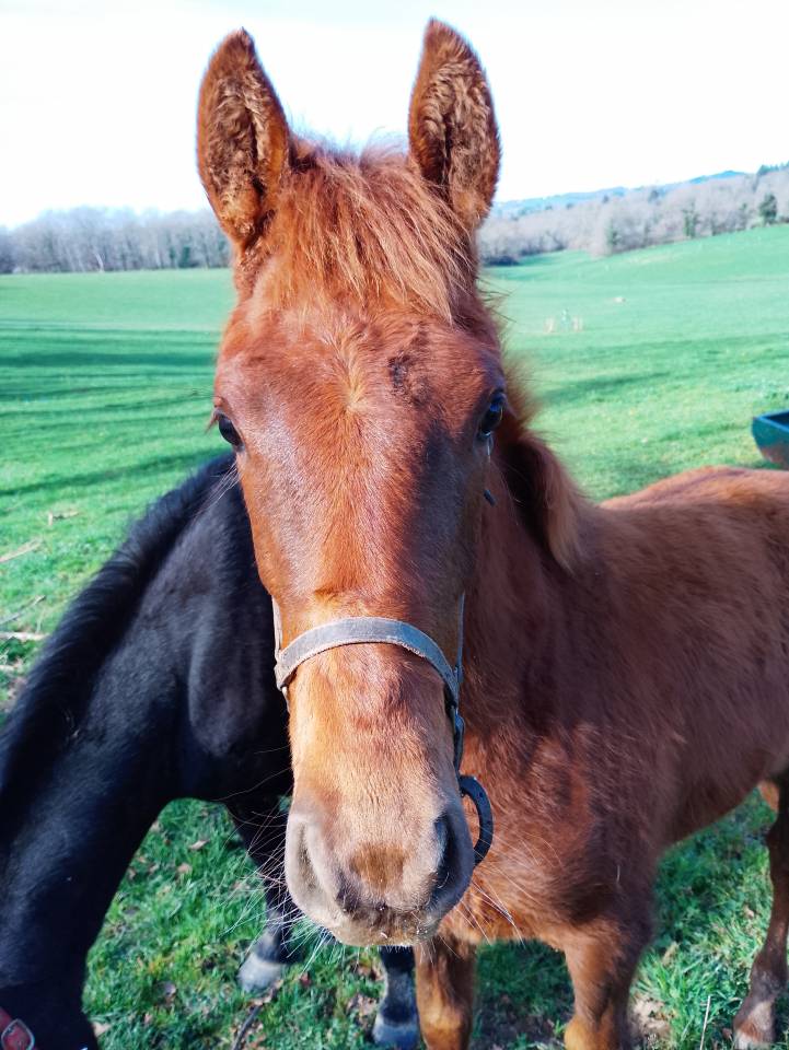 Pens&eacute;e de Galina 