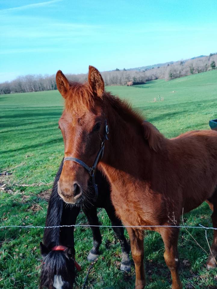 Pens&eacute;e de Galina 