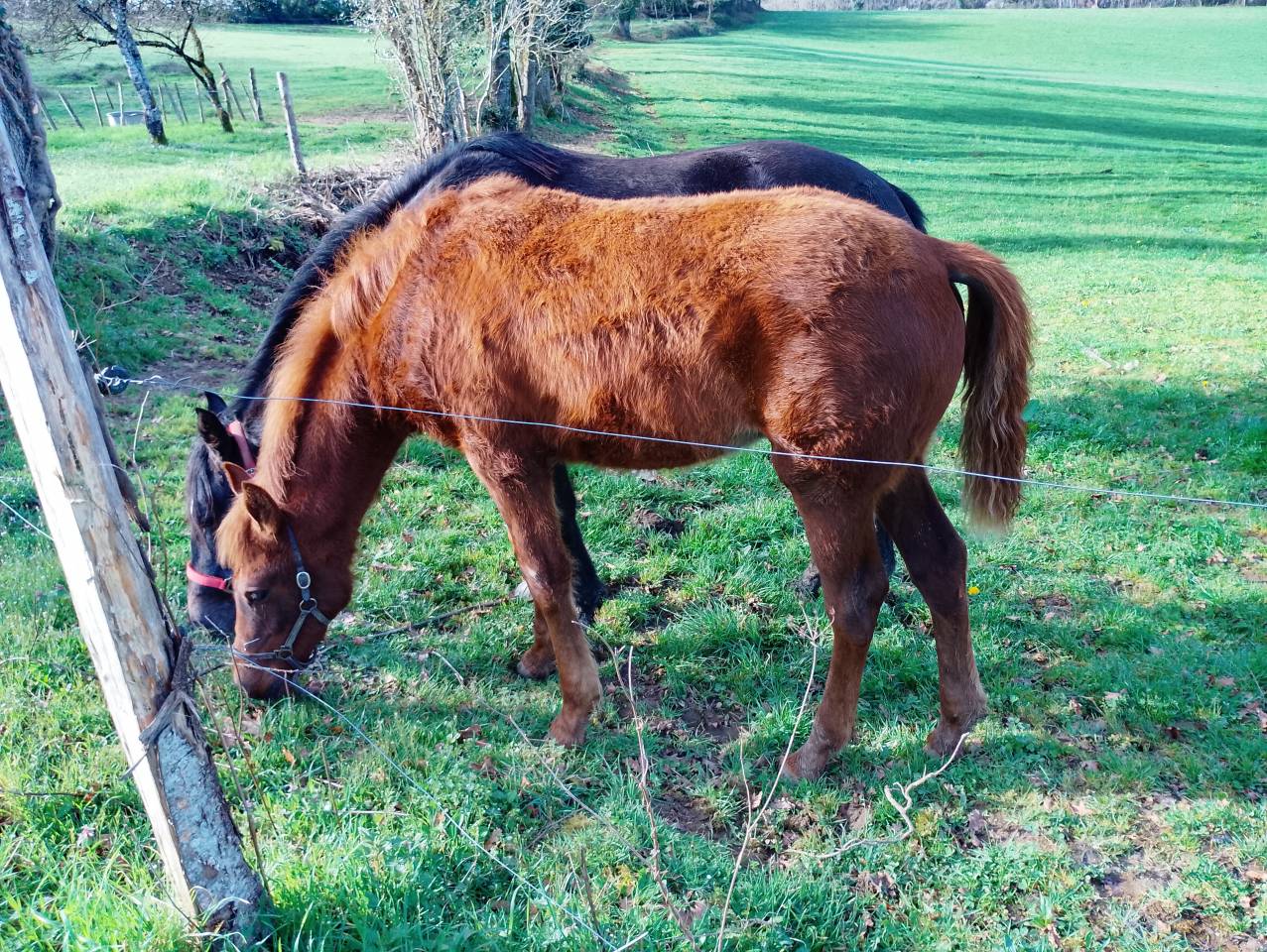 Pens&eacute;e de Galina 