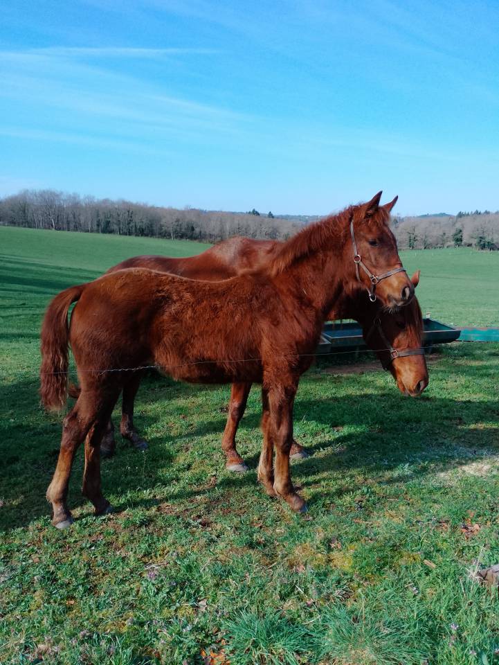 Pens&eacute;e de Galina 
