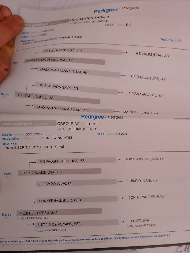 Pens&eacute;e de Galina 