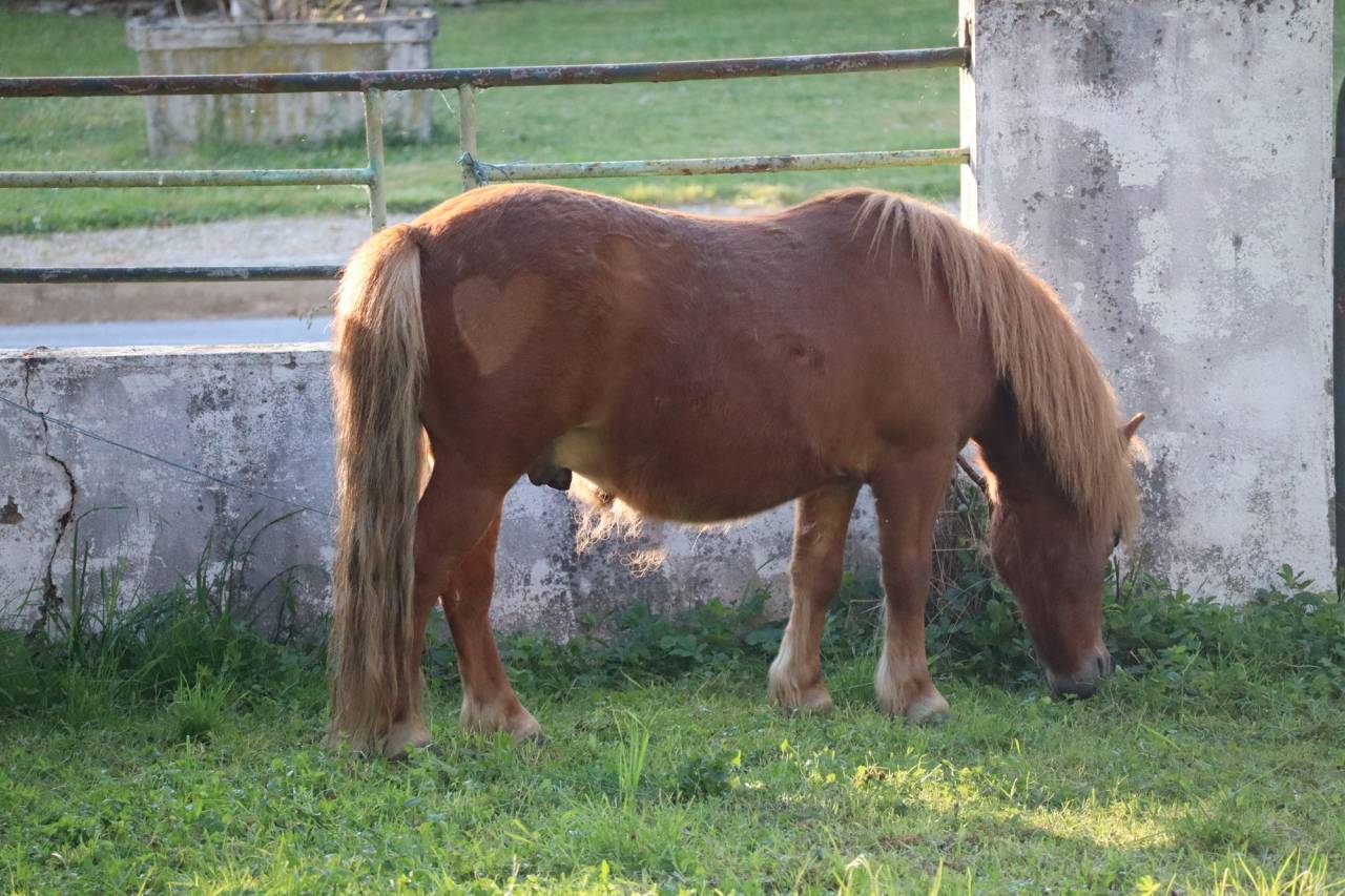 Lot poneys shetlands