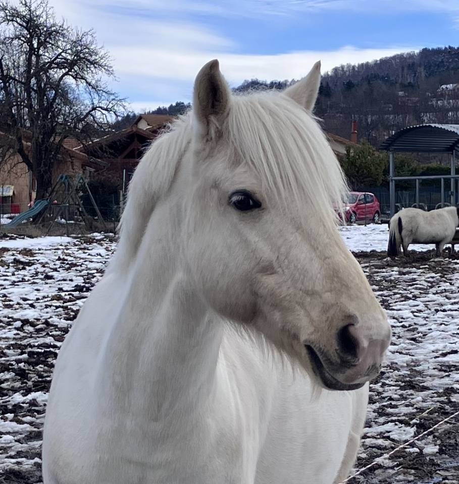 Petit cheval de sport/loisir tr&egrave;s polyvalent