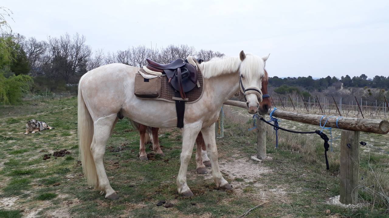 Petit cheval de sport/loisir tr&egrave;s polyvalent