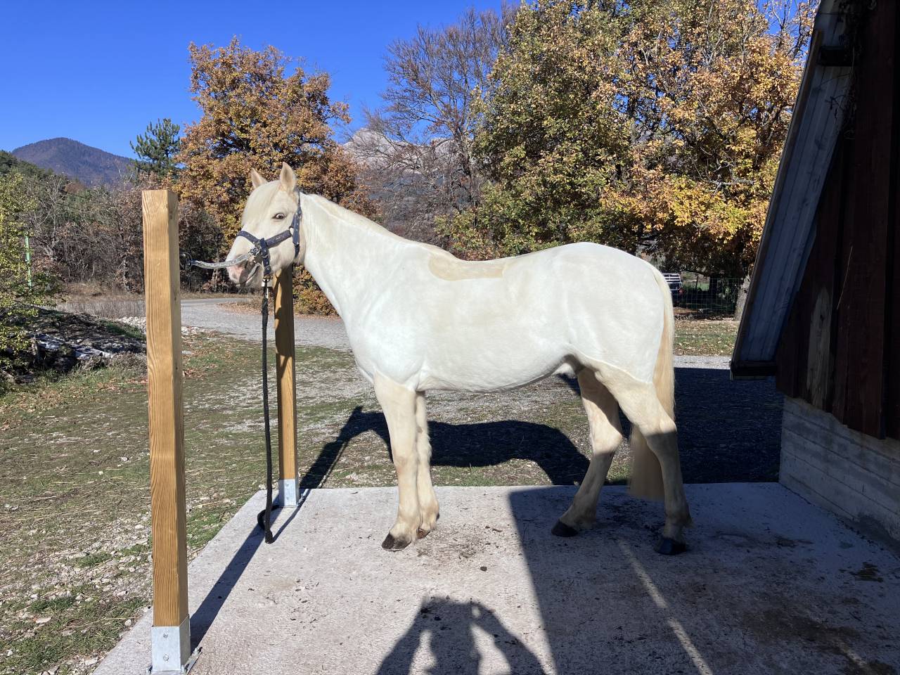 Petit cheval de sport/loisir tr&egrave;s polyvalent