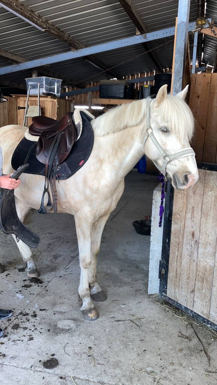 Petit cheval de sport/loisir tr&egrave;s polyvalent