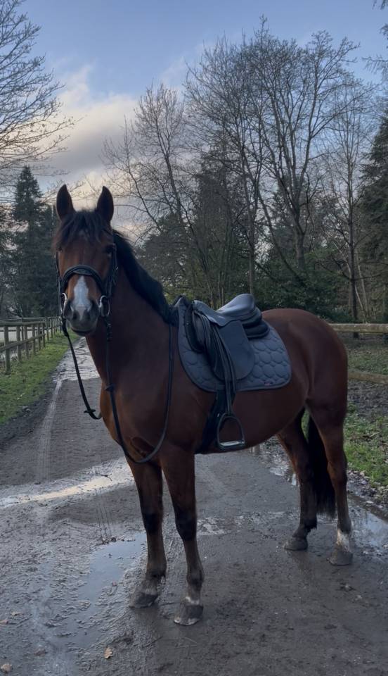 Poney espagnol - 5 ans - 1m47