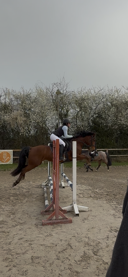 Poney espagnol - 5 ans - 1m47