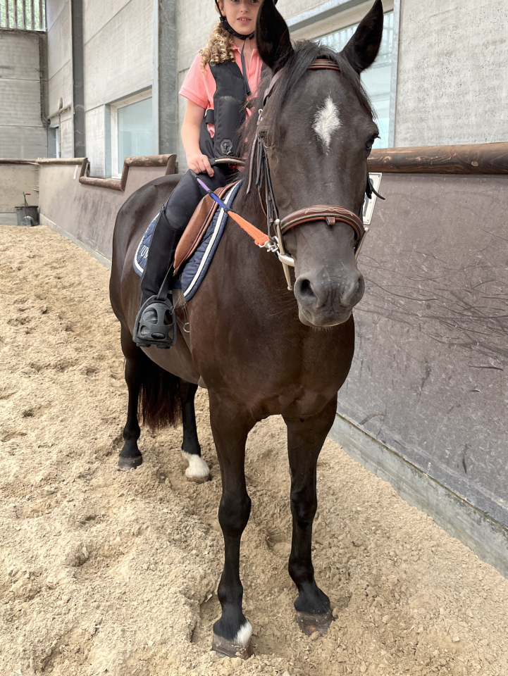 Poney New Forest polyvalente et attachante