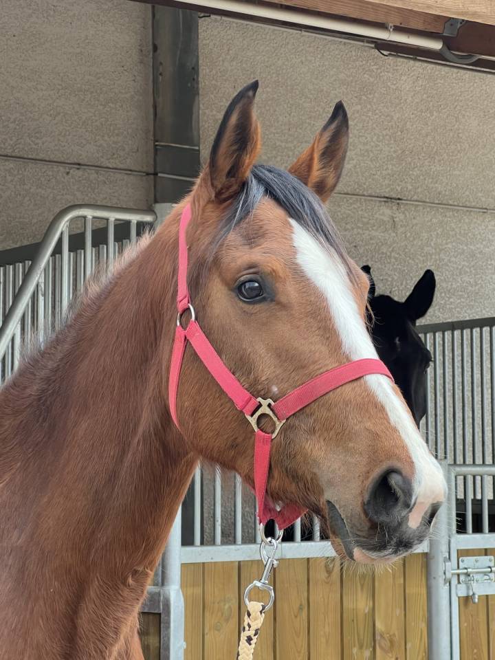 cause cessation d'&eacute;levage Femelle SF 3 ans