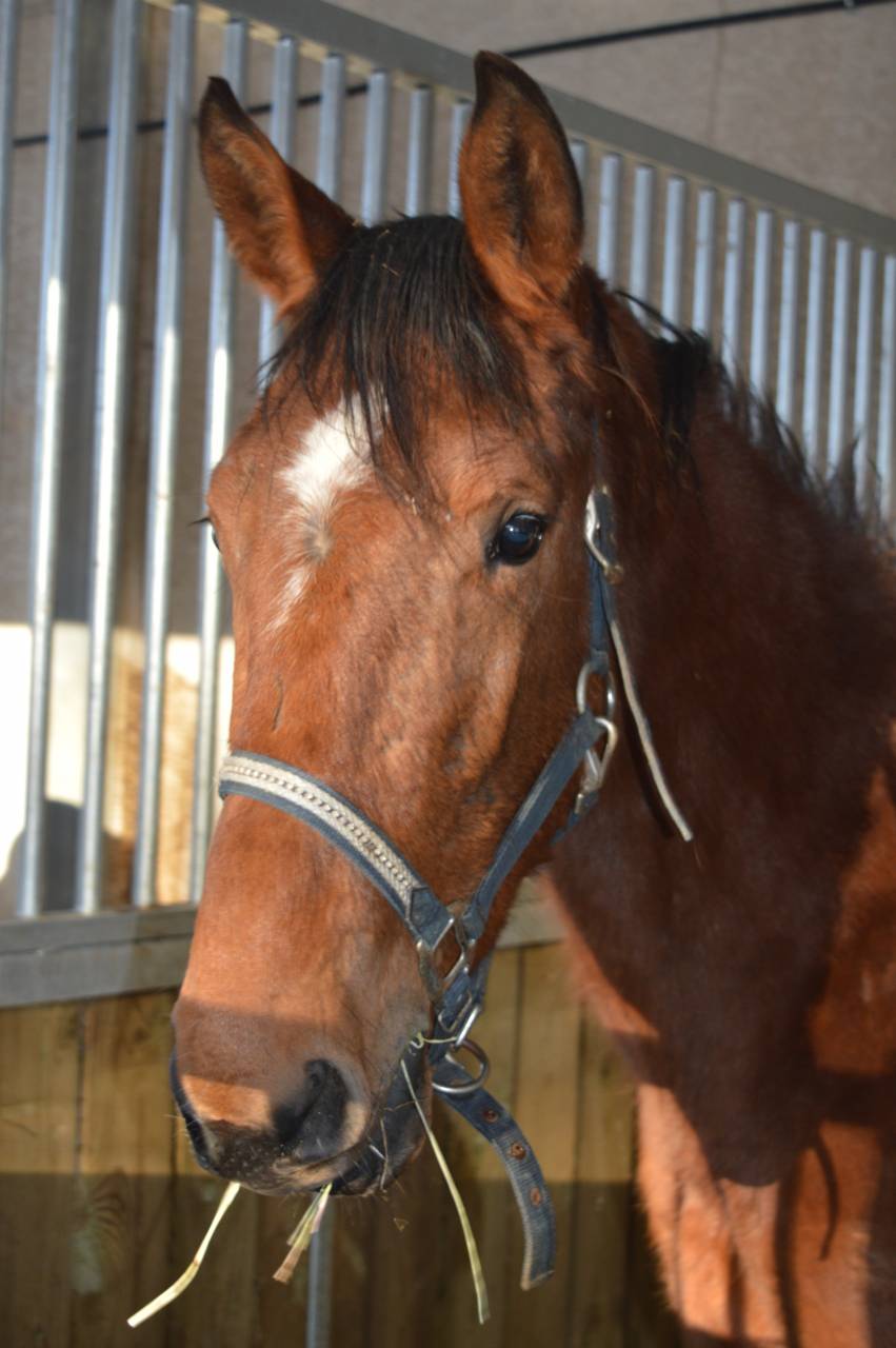 cause cessation d'&eacute;levage Femelle SF 2 ans