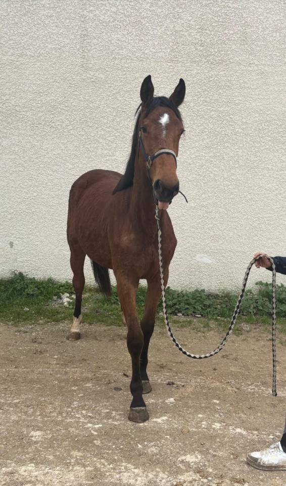 cause cessation d'&eacute;levage Femelle SF 2 ans