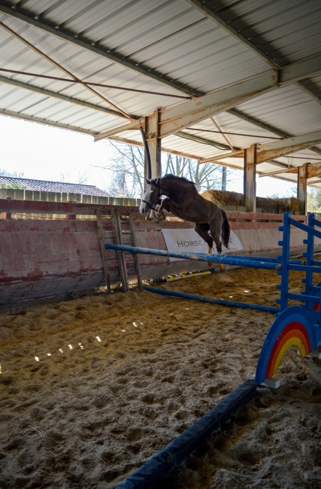 cause cessation d'&eacute;levage Male SF 2 ans