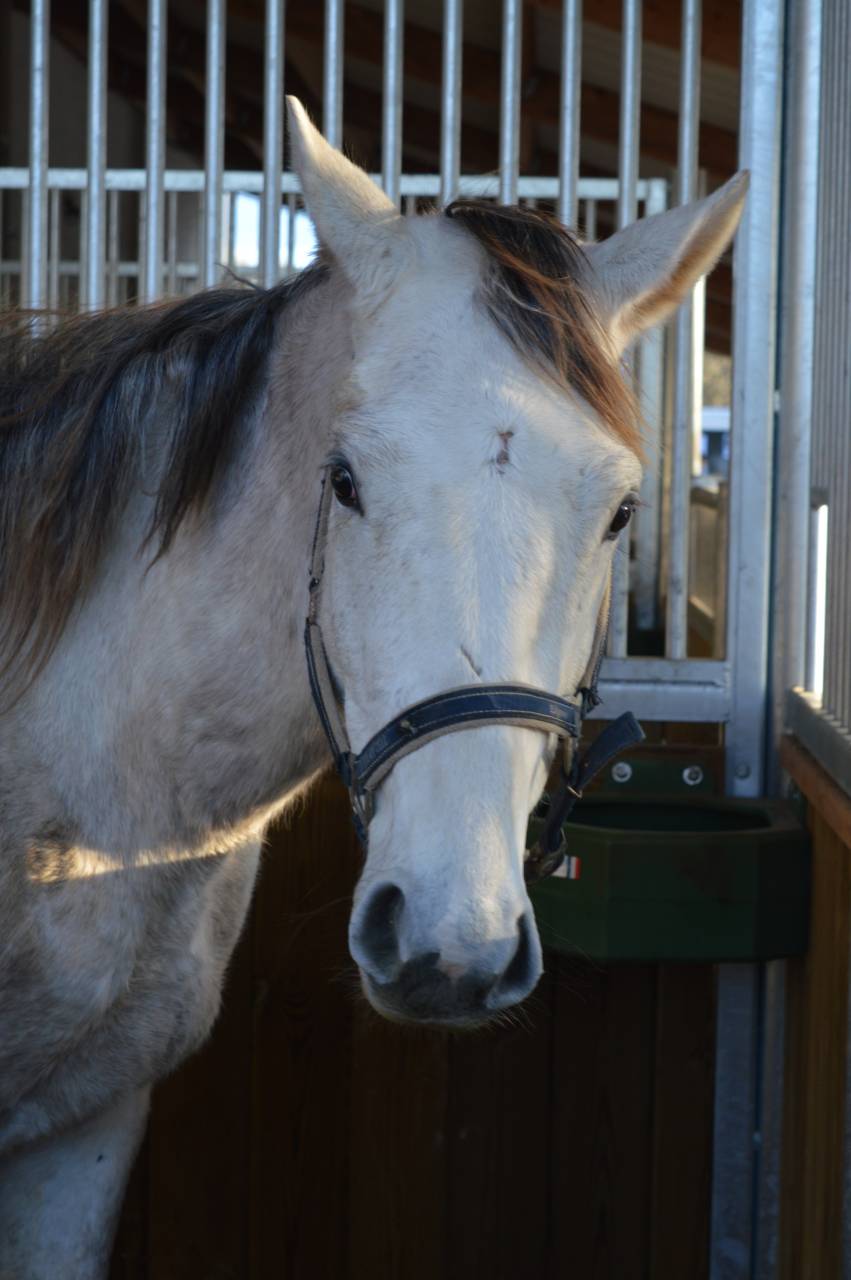 cause cessation d'&eacute;levage Male AA 3 ans