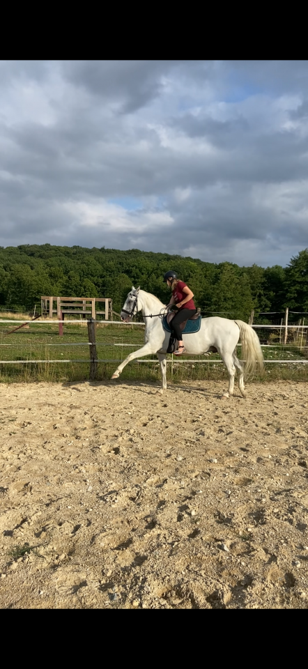cheval lipizzan lign&eacute;e siglavy 