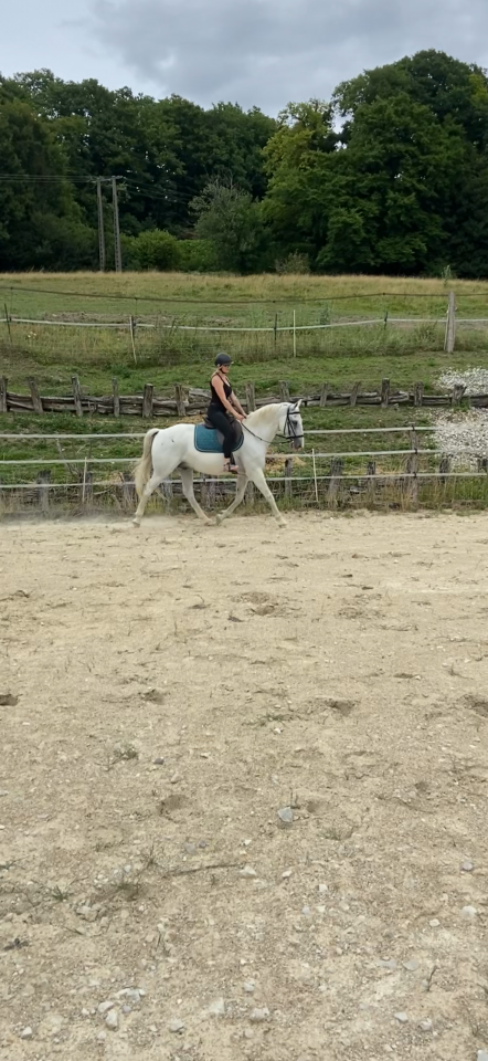 cheval lipizzan lign&eacute;e siglavy 