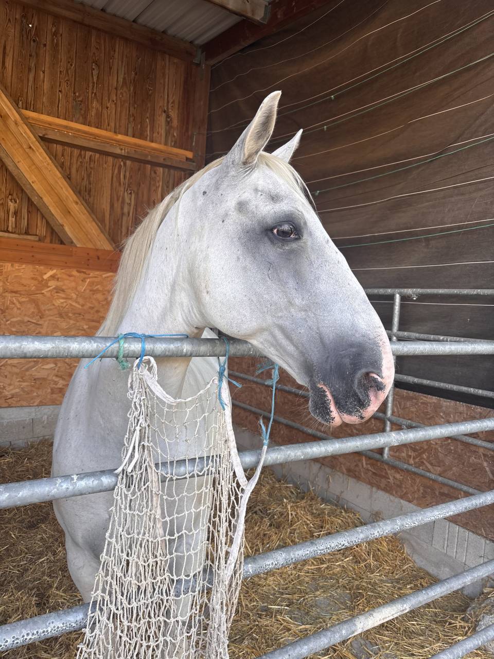 cheval lipizzan lign&eacute;e siglavy 