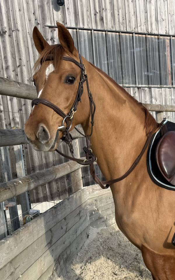 Super jument de 5ans 