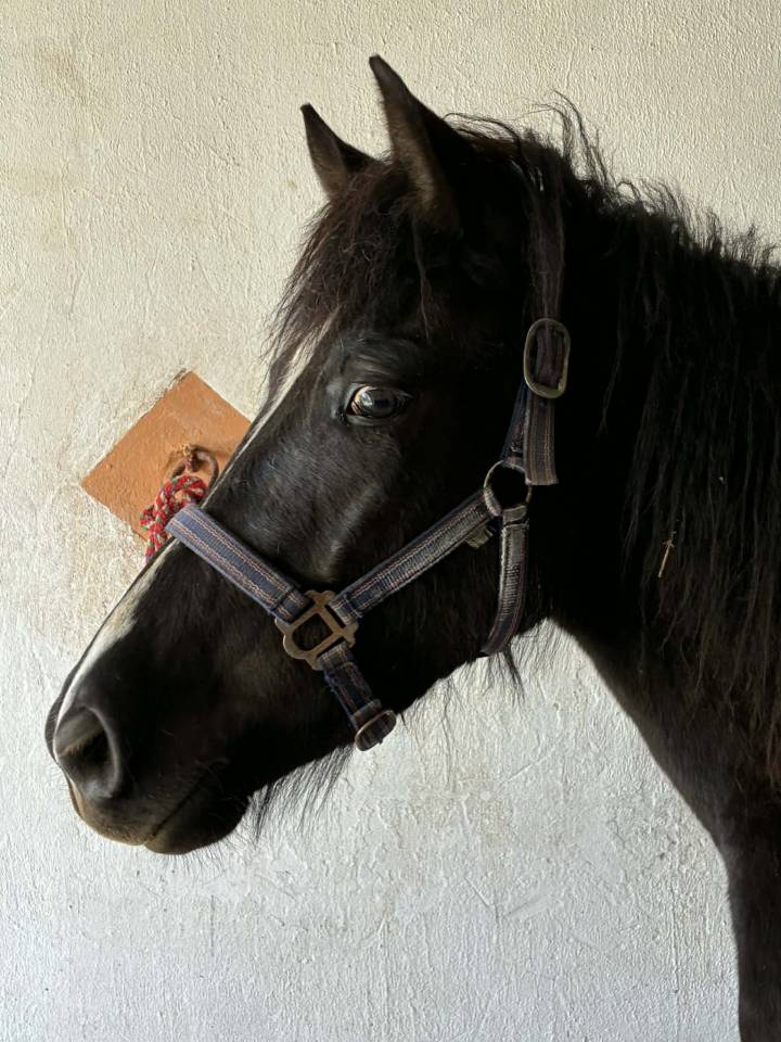 Pouliche noire onc . 