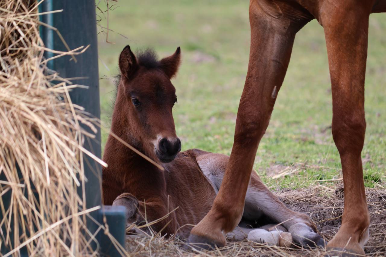 POULAIN 2026 - origines dressage poney