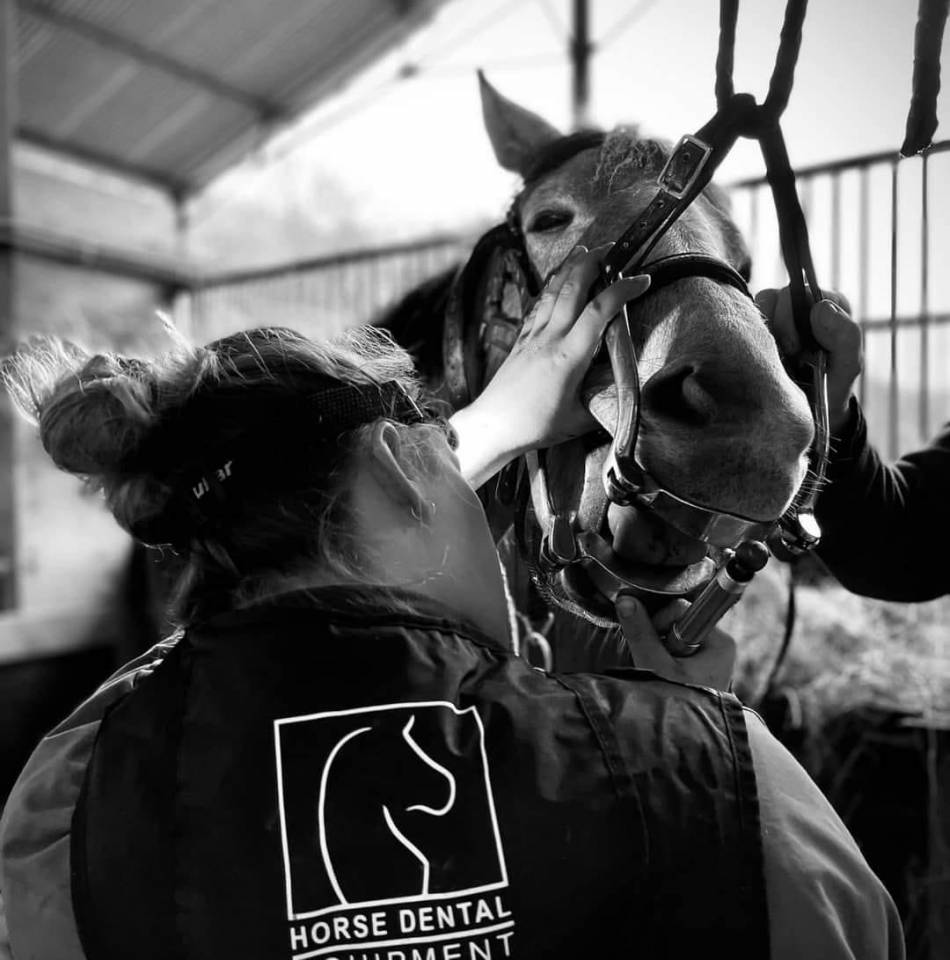 Technicien Dentaire Equin