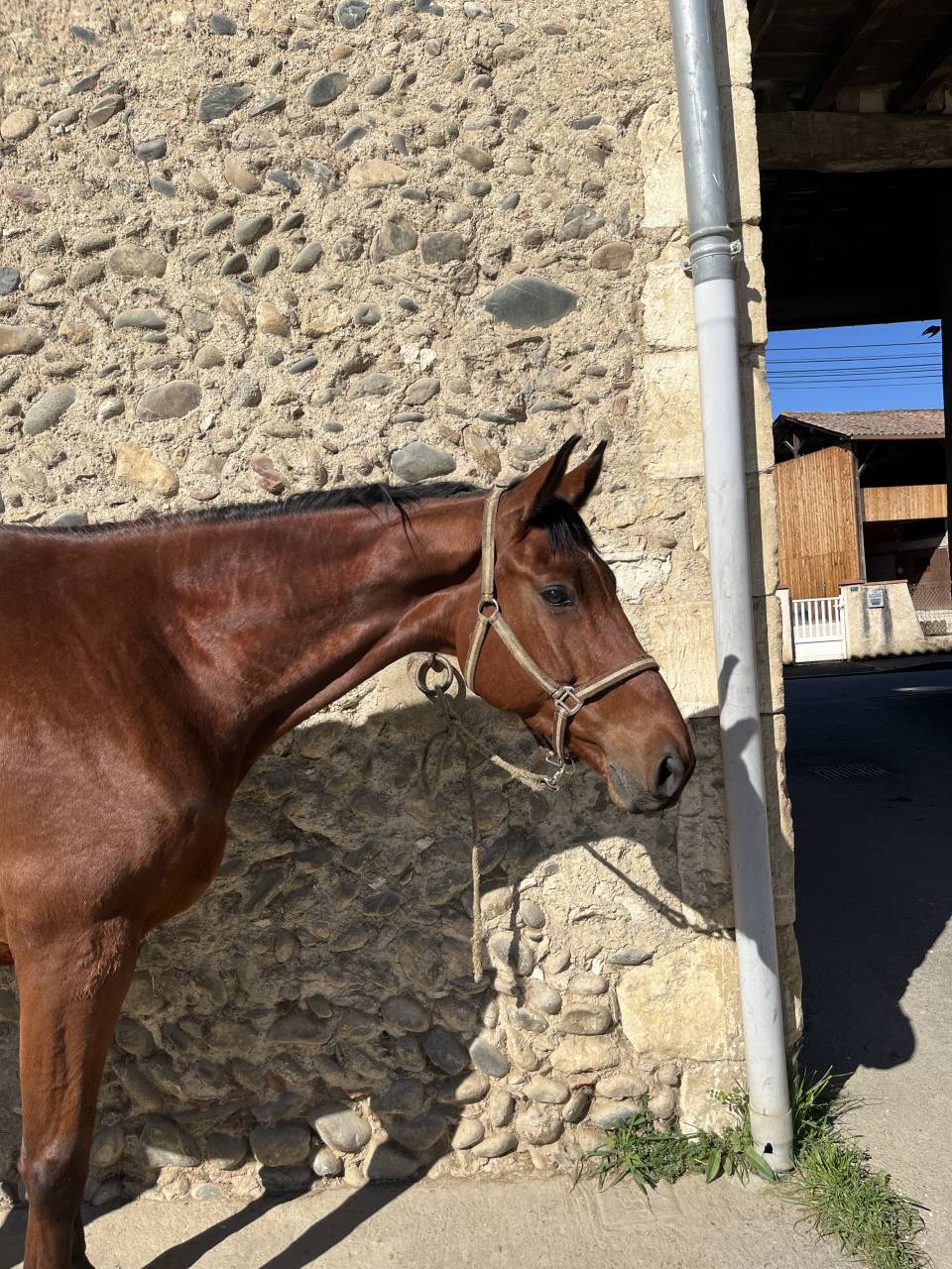 Hongre Selle fran&ccedil;ais 6ans