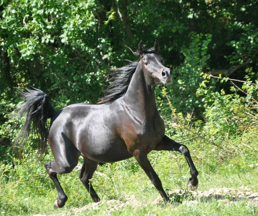 Jument Pur Sang Arabe Noir Homozygote