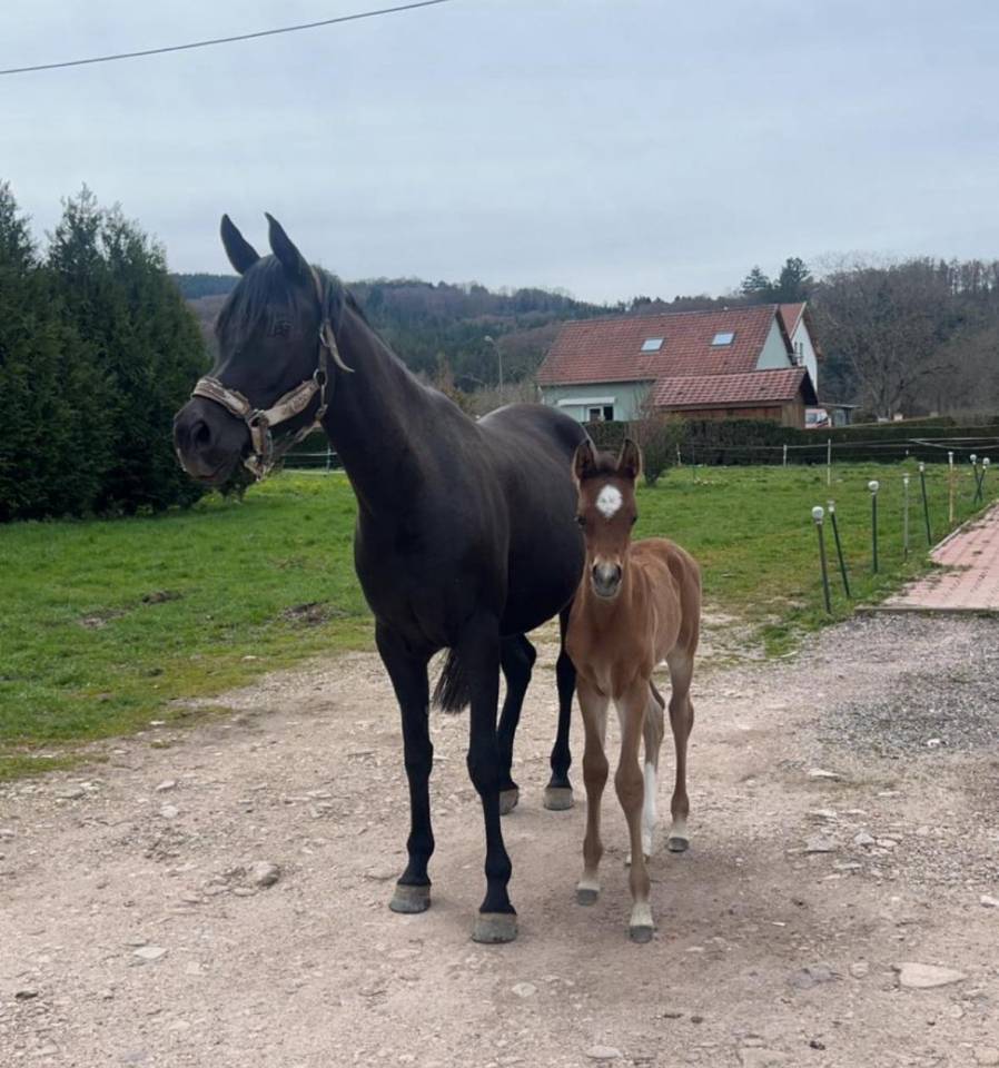 Jument Pur Sang Arabe Noir Homozygote