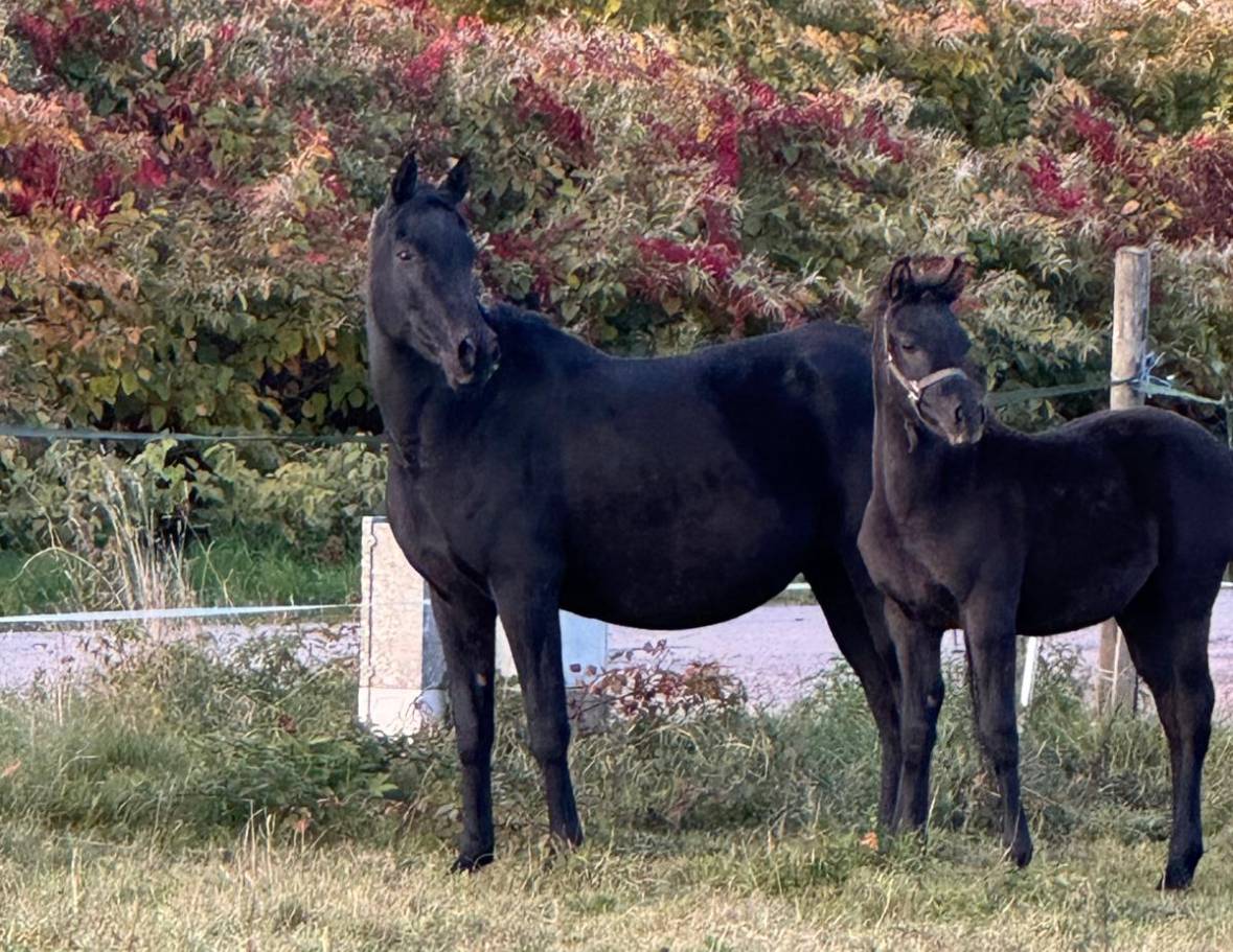 Jument Pur Sang Arabe Noir Homozygote