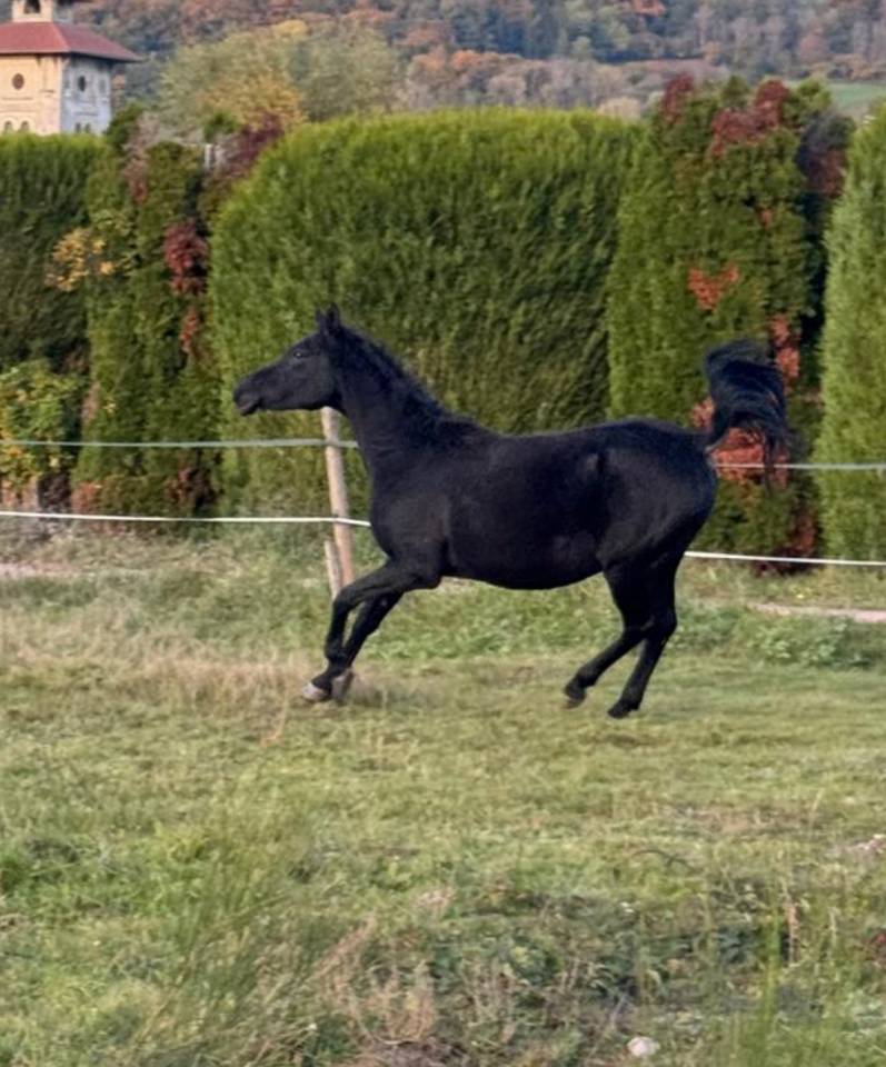 Jument Pur Sang Arabe Noir Homozygote