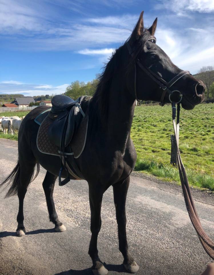 Jument Pur Sang Arabe Noir Homozygote