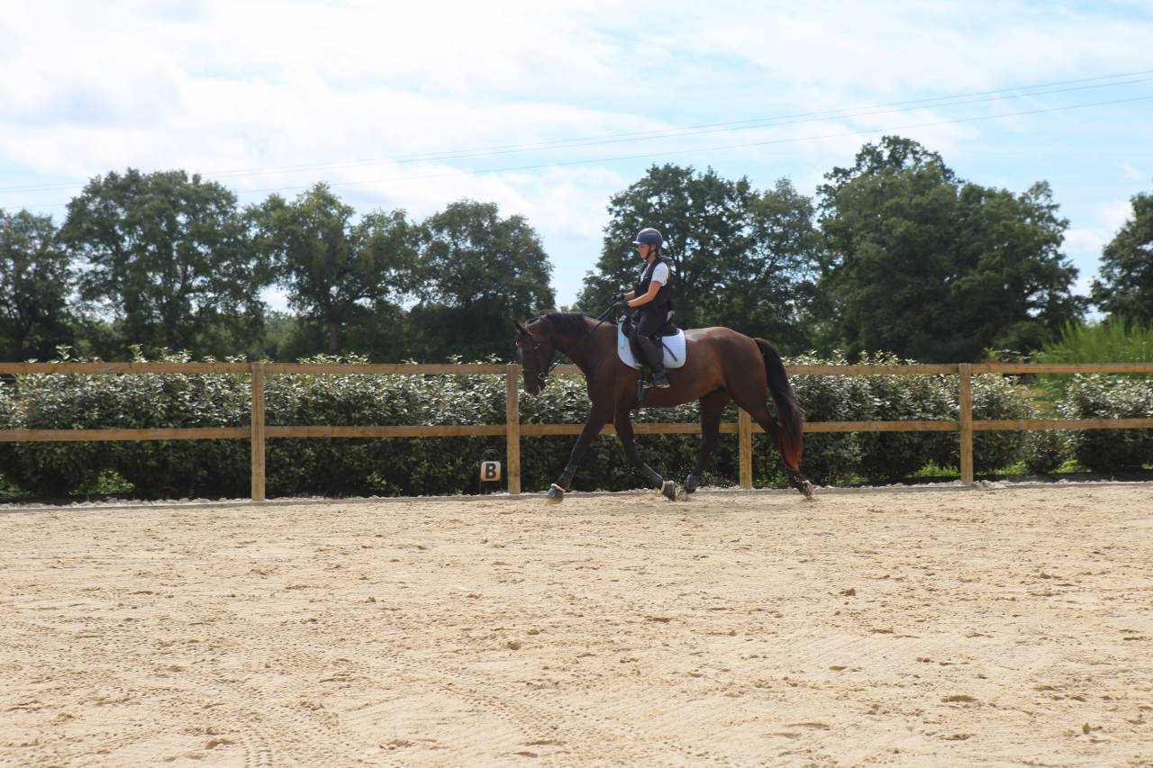 Jument -SIR HEINRICH x DANTE WELTINO- Dressage - France