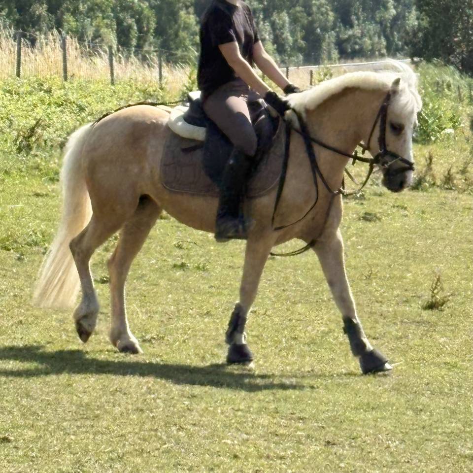 Ponette &agrave; vendre taille C Cso ou loisirs