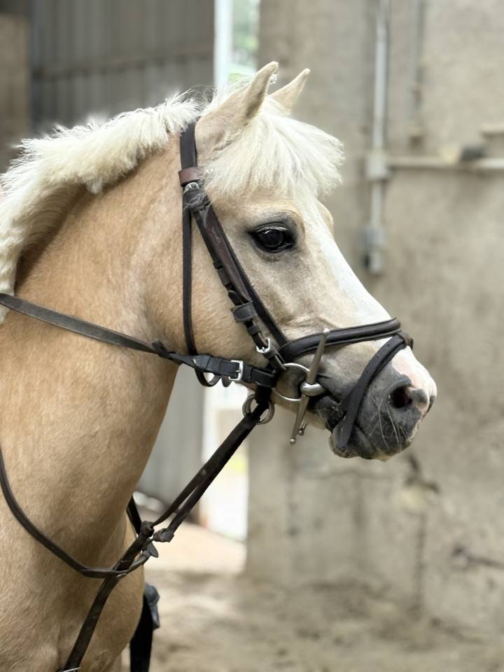 Ponette &agrave; vendre taille C Cso ou loisirs