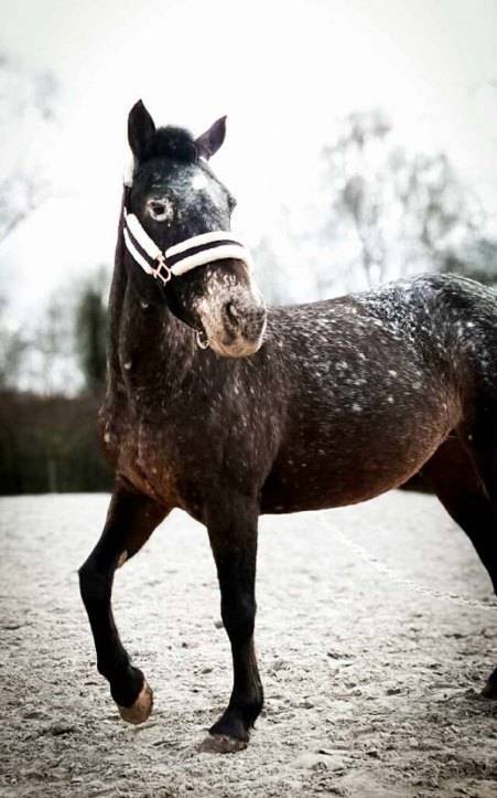 Ponette 19 ans - r&eacute;duction effectif 