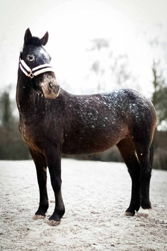 Ponette 19 ans - r&eacute;duction effectif 