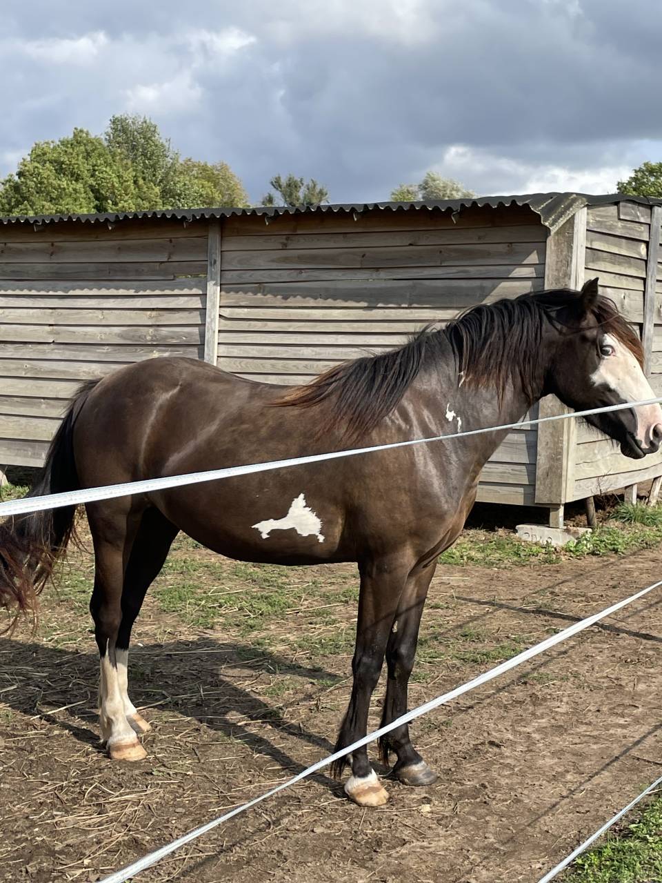 Jument Irish Part Bred