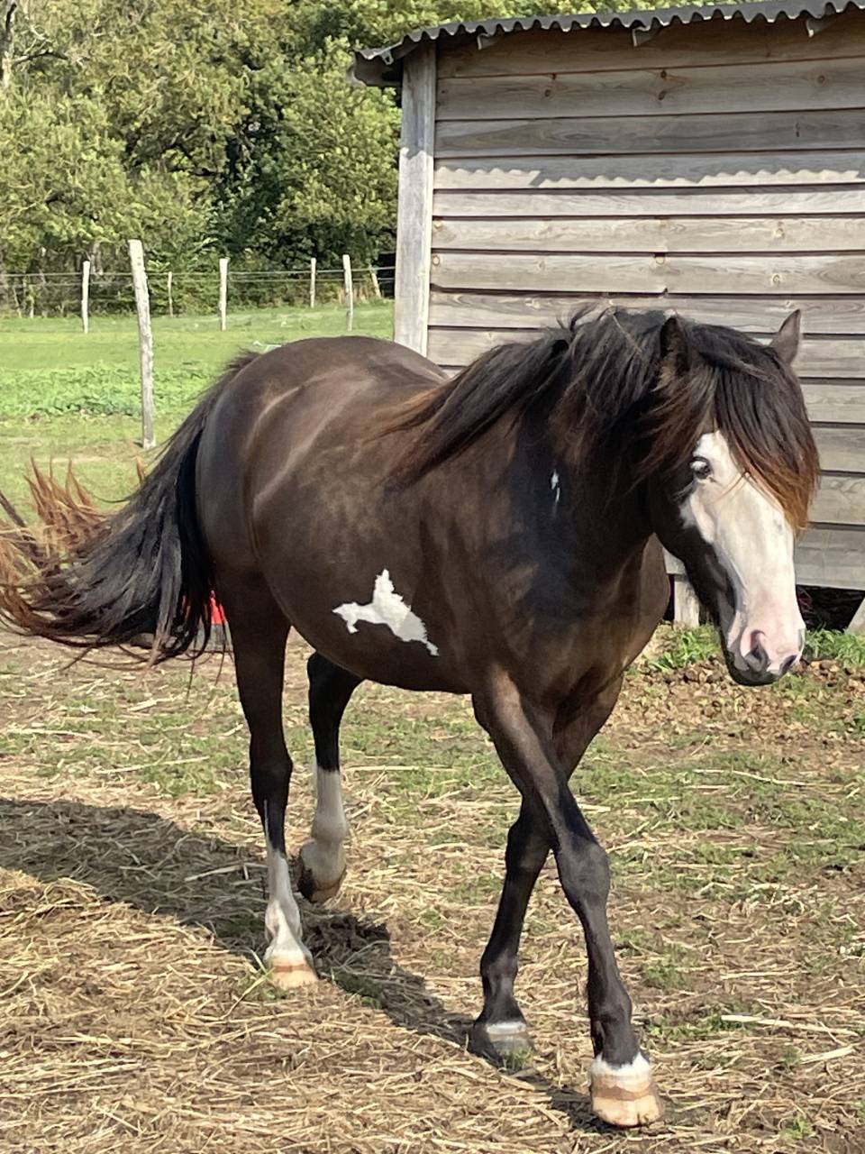 Jument Irish Part Bred