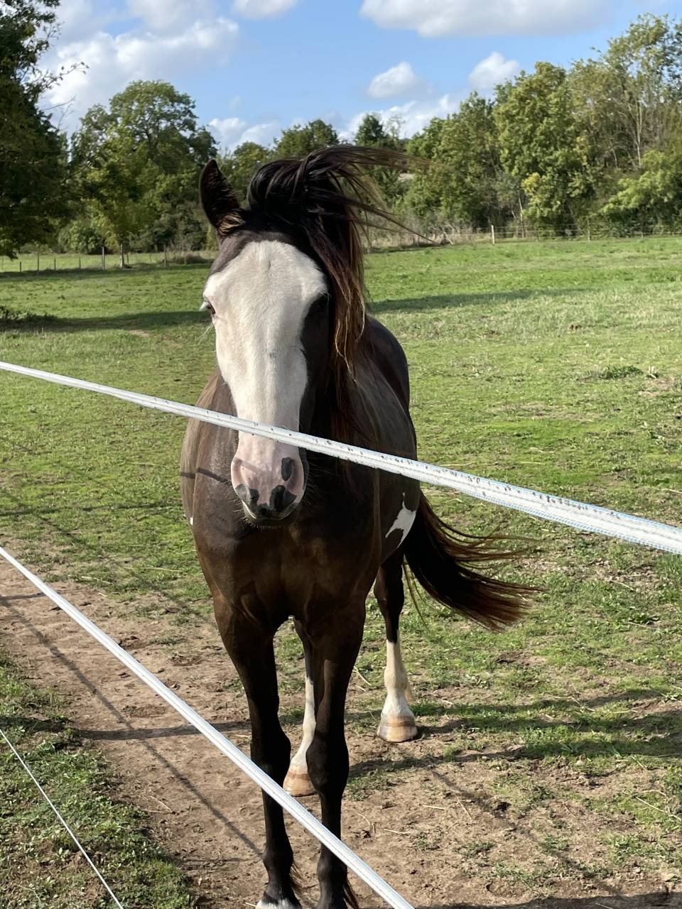 Jument Irish Part Bred