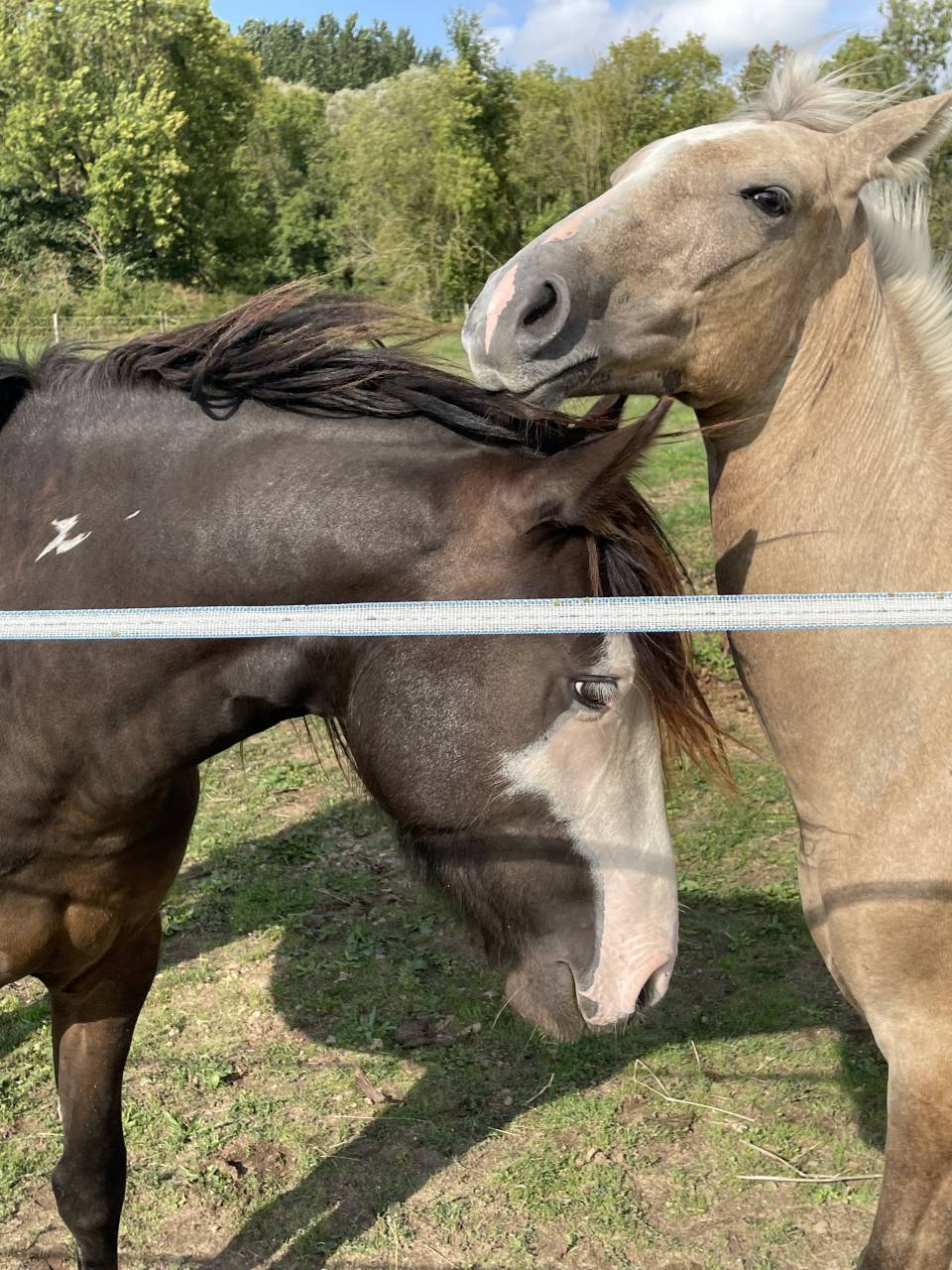 Jument Irish Part Bred