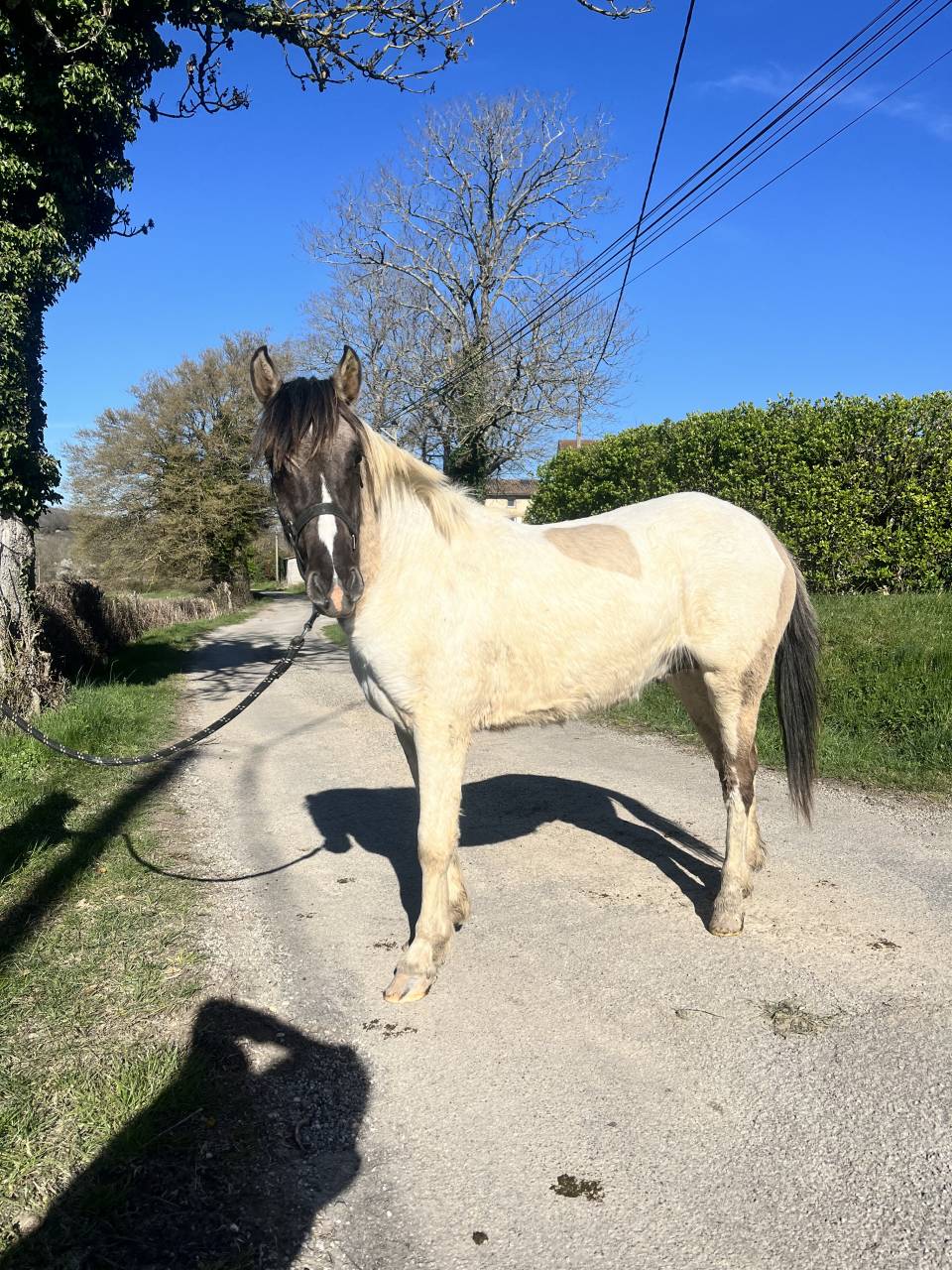 Magnifique poney pie Bai dun 