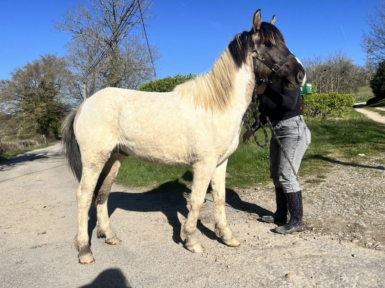 Magnifique poney pie Bai dun 