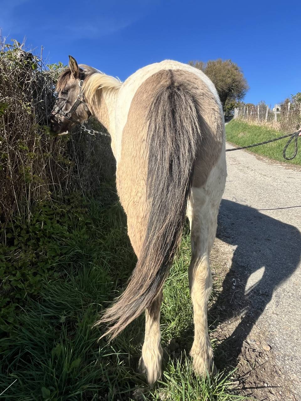 Magnifique poney pie Bai dun 