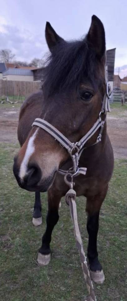 Ponette 6 ans OC crois&eacute;e Welsh
